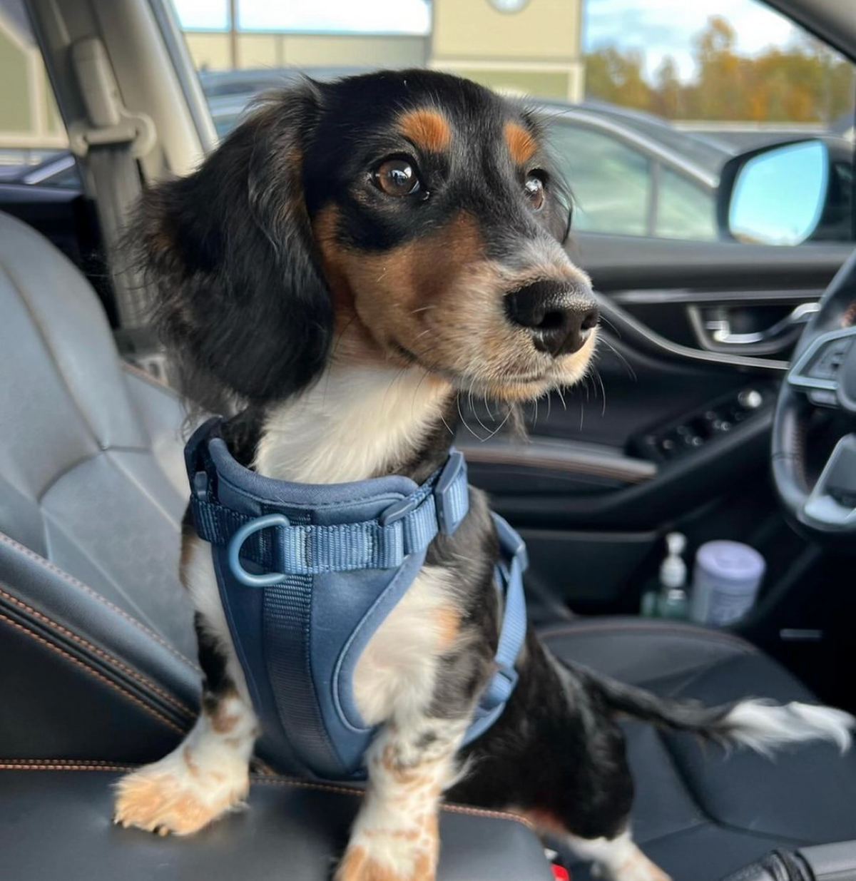 Harness