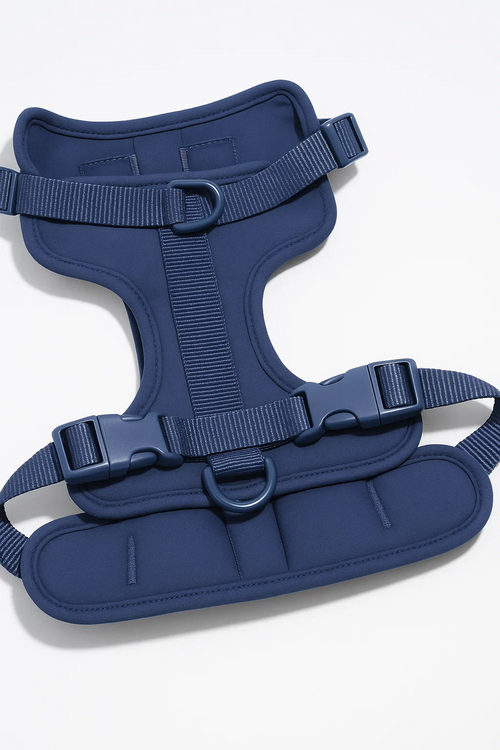 Harness
